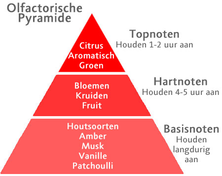 Parfum pyramide