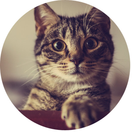 rond sfeerbeeld kat