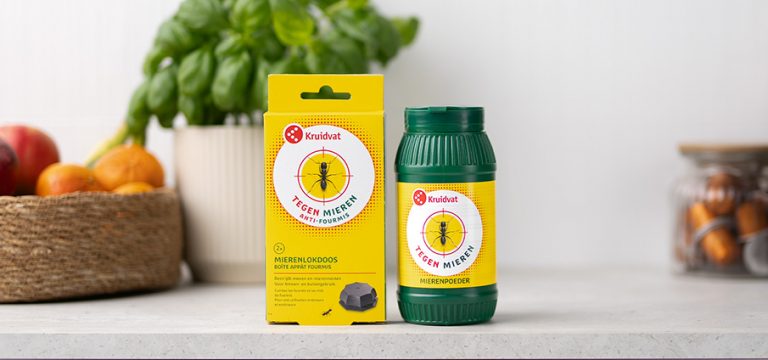 Lutte contre les fourmis : trucs et astuces en cas d’infestation