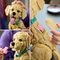 LEGO Icons Le Chiot Golden Retriever 11384