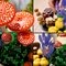 LEGO Botanicals 11505 Les Champignons des Bois