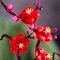LEGO Botanicals 10369 Japanse abrikoos